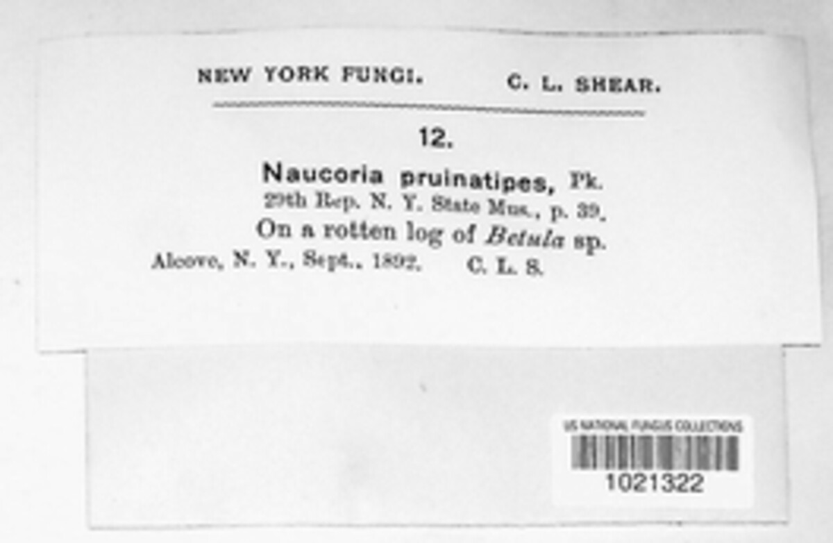 Agrocybe pruinatipes image